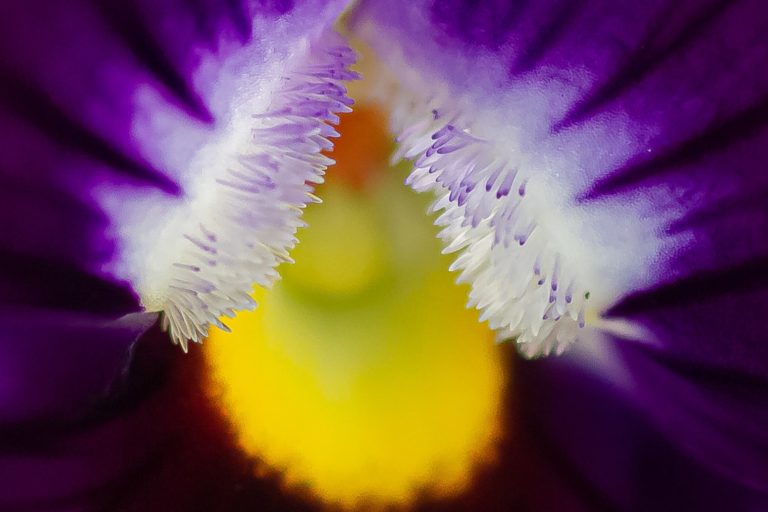 Macro viooltje