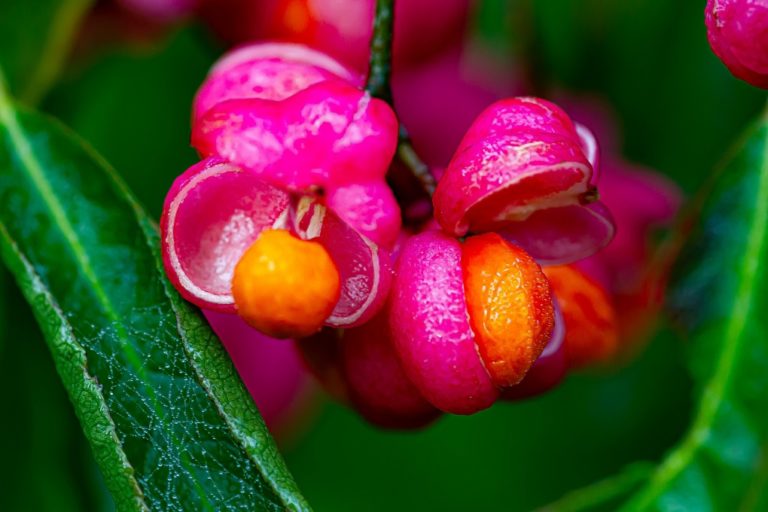 Macro bloem